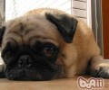 犬的衰退