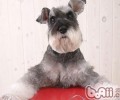 如何去除雪纳瑞眼泪