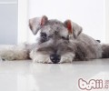雪纳瑞感冒发烧该怎么办