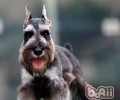 为何无谷犬粮对小狗更强