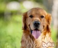 普遍的工作犬种类