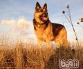德国牧羊犬怎么样