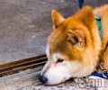 秋田犬智商排行垂直居中引异议