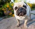 怎样辨别八哥犬