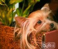 怎么训练约克夏尿尿