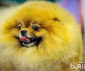有关给狗狗吃蛋黄的几类叫法
