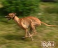 灵缇犬吃什么食物