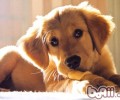 有关给狗狗啃骨头的一些叫法