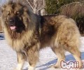 高加索犬饲养方式
