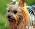约克夏犬使用寿命能够有多久