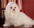 马耳他犬怎么养