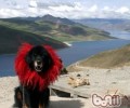 藏獒犬的外型归类