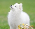 日本银狐的喂养关键点