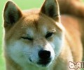 小狗对主人家味道的独特反映
