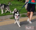 遛猫遛狗必须把握的度