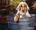 怎样选择犬用宠物香波