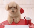 孕妈妈必须为小狗做的事