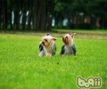 给约克夏冼澡非常容易忽视的好多个难题
