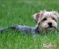 在家里给约克夏犬美容护肤的常见问题