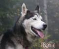 狗狗放屁的几大关键点
