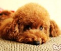 高品质犬粮应当带有的成份
