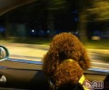 小狗和靓车交往的常见问题