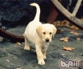 如何给流浪犬做一个全方位的常规体检