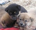 怎样援助新生流浪犬猫