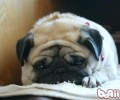 养犬家中夏天该如何驱蚊