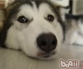 小狗不能吃盐吗？