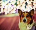 夜里遛猫遛狗的常见问题