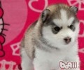 怎样锻炼幼狗适应能力