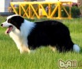 给狗狗补钙的三个关键点