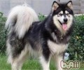 阿拉斯加犬雪撬犬造型设计剪修方式