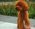 教你慧眼网上购物犬粮