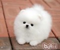 小狗吃狗粮呕吐根本原因