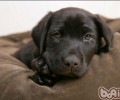 选择散称犬粮时的常见问题
