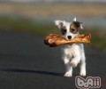 小狗吃是多少犬粮适合？