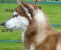 怎么知道金毛非纯种是否