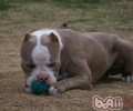 比特犬的喂养关键点