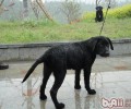 小狗雨具的的选择提议
