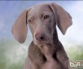 犬粮的归类及主要用途详细介绍
