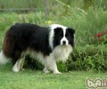 边境牧羊犬白屑增加的根本原因