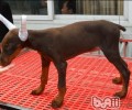 杜宾犬剪耳缘故详细说明