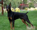 杜宾犬家中饲养手册