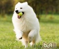 银狐犬和萨摩耶的差别