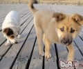 杂交犬也必须主人家的爱惜