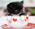 茶杯犬喂养基本常识