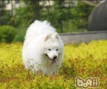 夏天喂养小狗四关键点