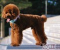 普遍对非纯种犬的三大错误观念